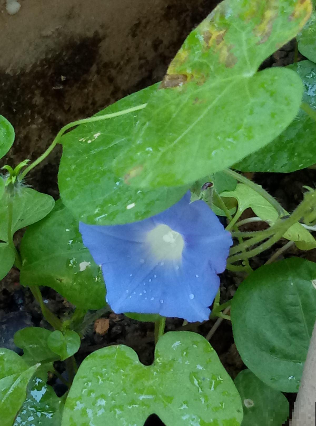 秋天适合播种，土里撒把种子，发芽超快