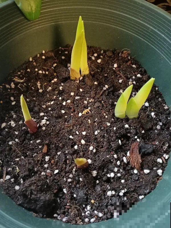 家里养这4种花，呼呼窜2米，开花成一串