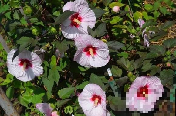 路边的芙蓉葵，一朵花比脸还大，耐旱又好养！