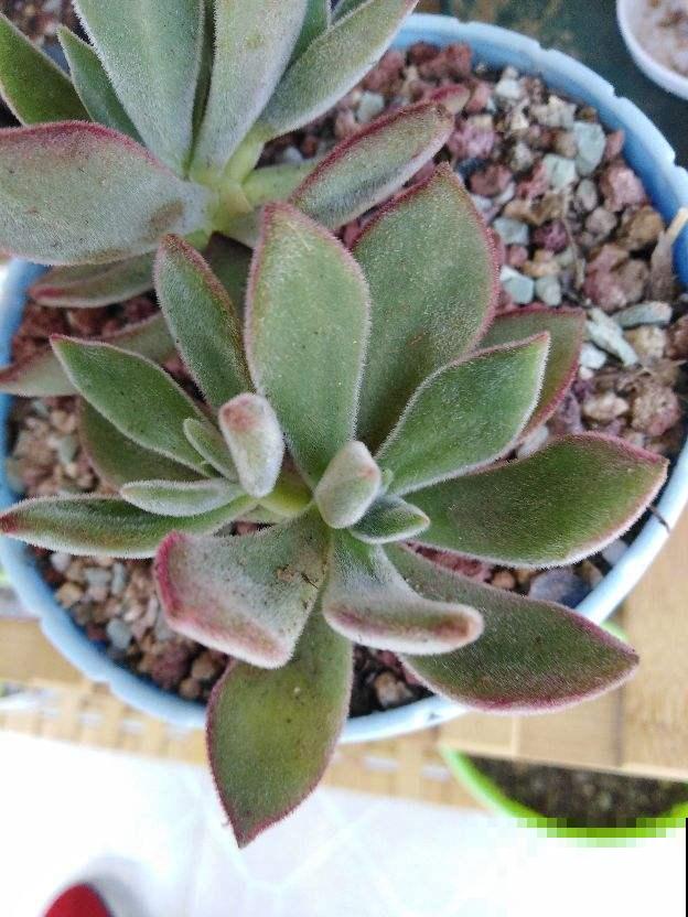 多肉化水,剪一刀消消毒,伤口重新长出小嫩芽 多肉化水,剪一刀消消毒,伤口重新长出小嫩芽