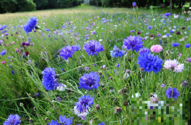 世界上品种最多的植物,没有之一,路边满大街都是! 世界上品种最多的植物,没有之一,路边满大街都是!