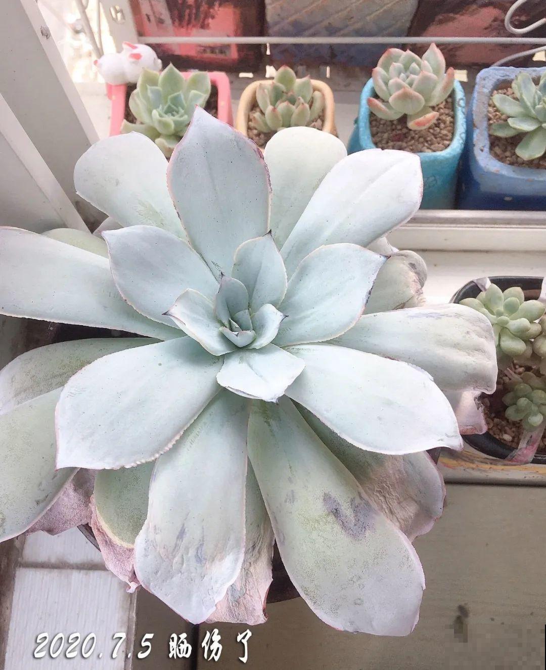 38℃高温，家里的花挺不过去，只剩盆了！