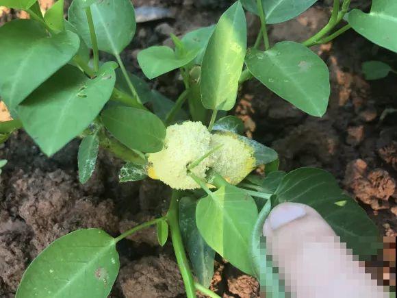 花盆长出这4种东西，别犹豫，赶紧换土