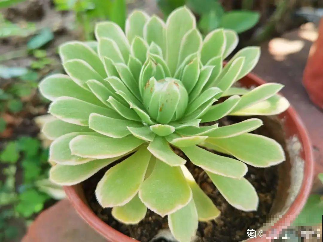 公认难养的20种花,养一盆死一盆,下次还敢买? 公认难养的20种花,养一盆死一盆,下次还敢买?