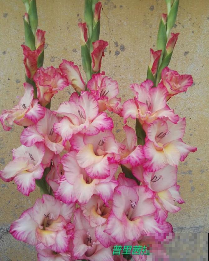 大门口种一丛它，开花一串几十朵，邻居天天跑来看！