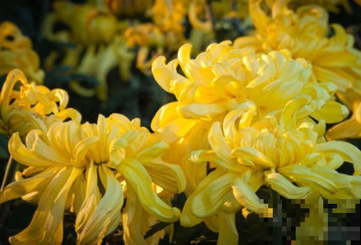 4种人间富贵花,雍容典雅、富贵逼人,一眼就被吸引了! 4种人间富贵花,雍容典雅、富贵逼人,一眼就被吸引了!