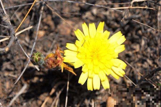 路边一种野花,能开2~3年不落,花瓣永不褪色! 路边一种野花,能开2~3年不落,花瓣永不褪色!