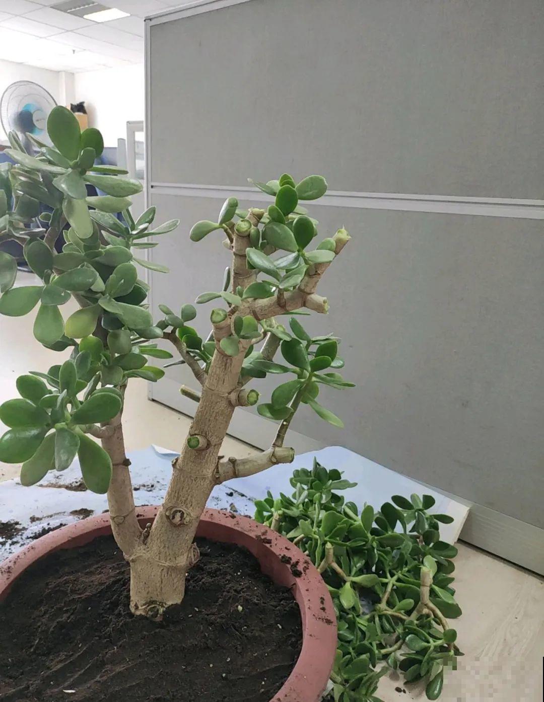 9种花,夏天剃个小平头,平平稳稳度夏天 9种花,夏天剃个小平头,平平稳稳度夏天