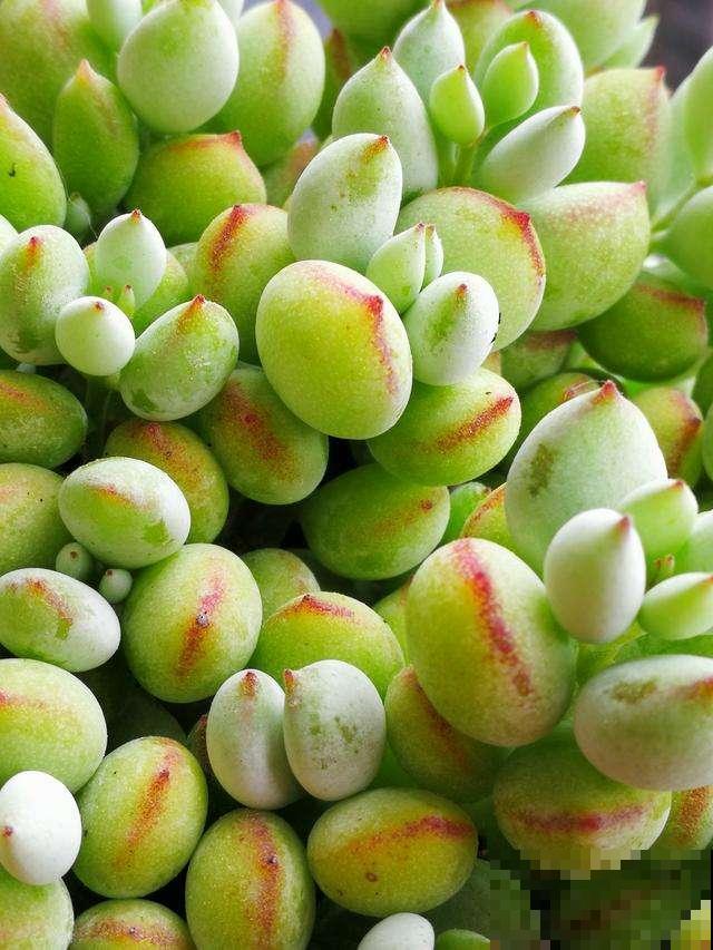 8种花超难养，养好一半，就是大神