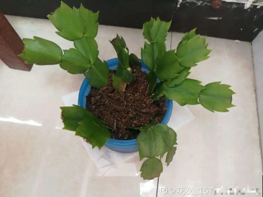 家里有这7种花,少浇水、不能晒,天热要休眠! 家里有这7种花,少浇水、不能晒,天热要休眠!