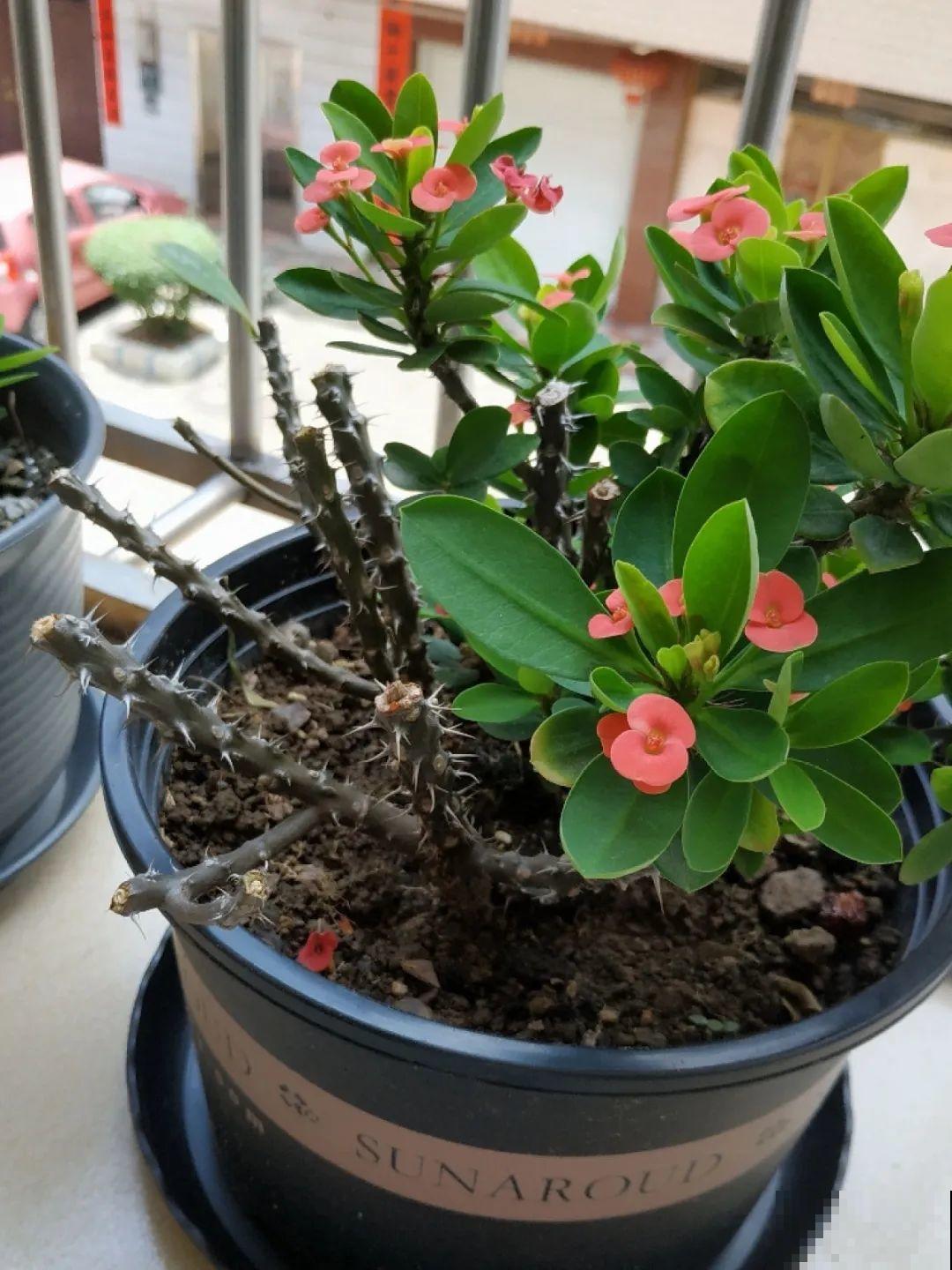 5种花,卧室不能养,离太近都不好! 5种花,卧室不能养,离太近都不好!