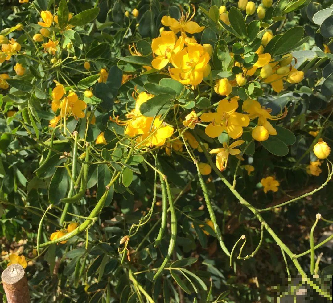 不起眼的6种花，泡茶喝，原来对身体这么好！
