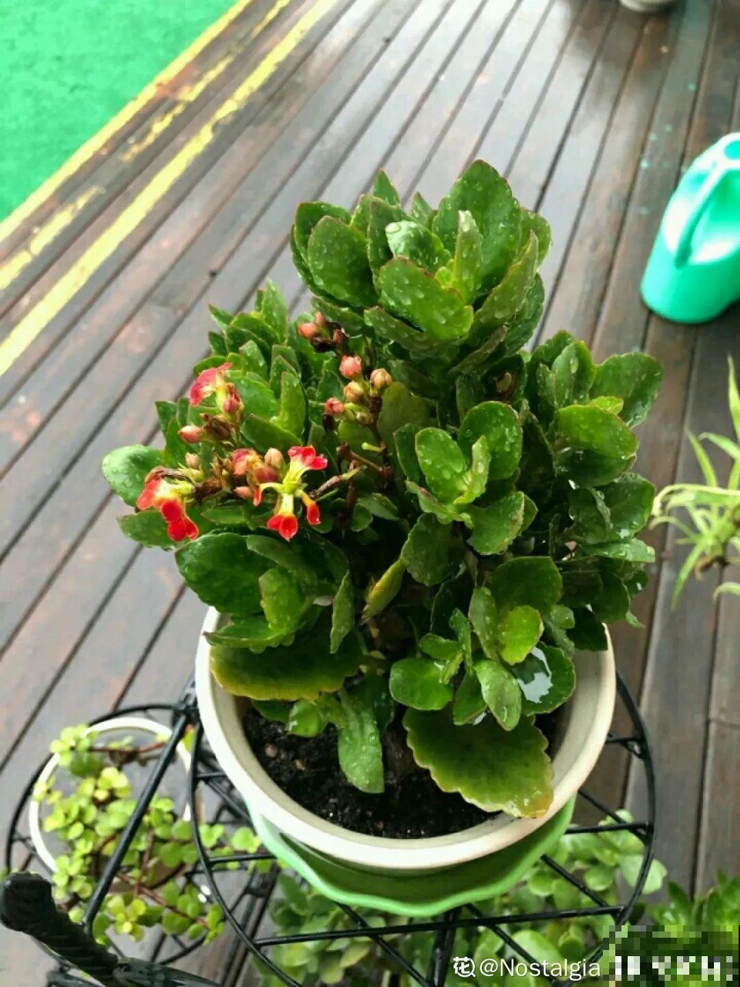 周末去花市捡漏，这花竟然1块钱1棵，赶紧买！