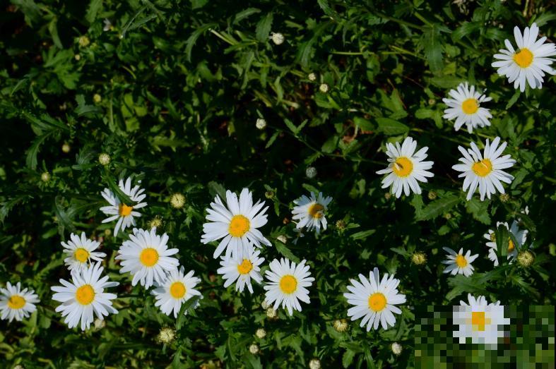 世界上品种最多的植物,没有之一,路边满大街都是! 世界上品种最多的植物,没有之一,路边满大街都是!