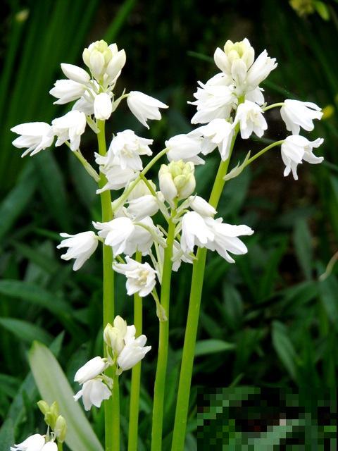 5种冷门花，今年特别流行，从种下到开花只用2个月！