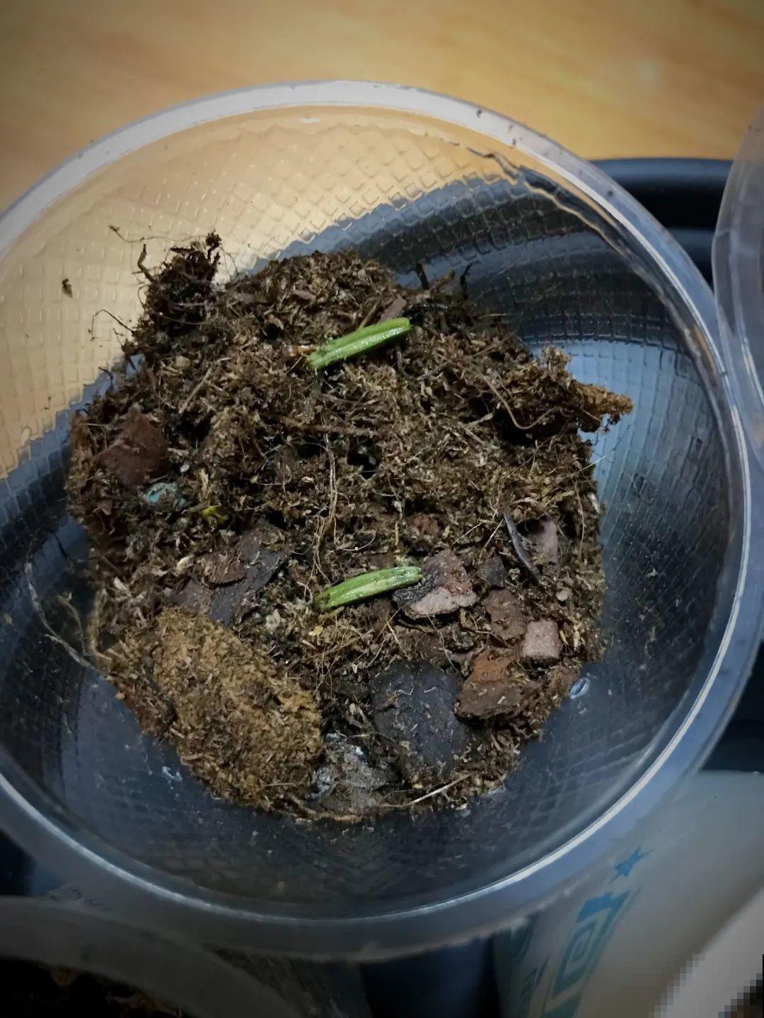 15种花繁殖力强，种子扔土里，呼呼冒出一大片
