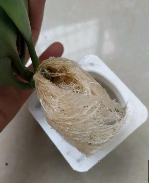 红掌喜欢纯水养，根长成人参，养10年都行！