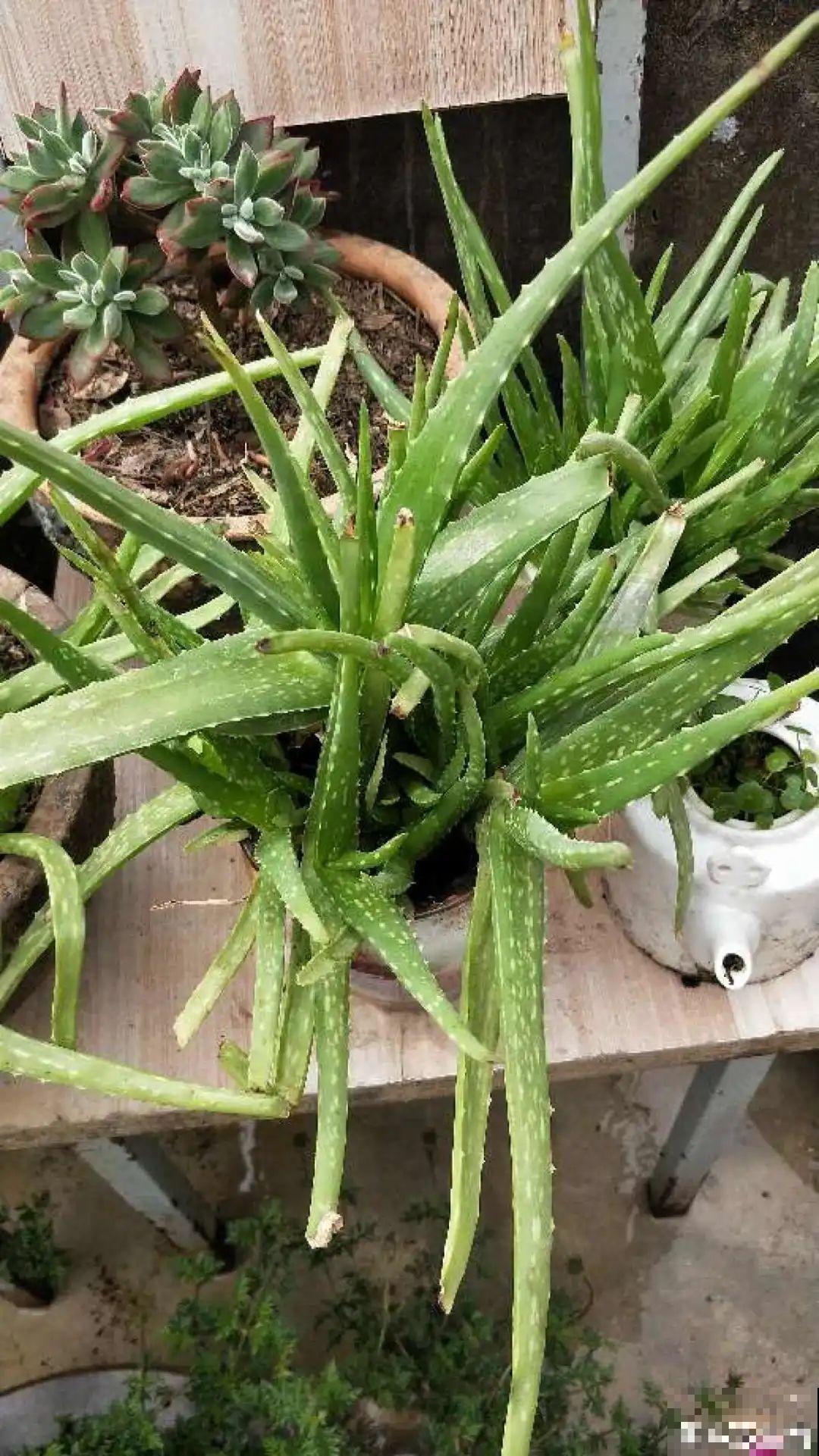 接近两米的天竺葵,比人还高,开花真霸气! 接近两米的天竺葵,比人还高,开花真霸气!