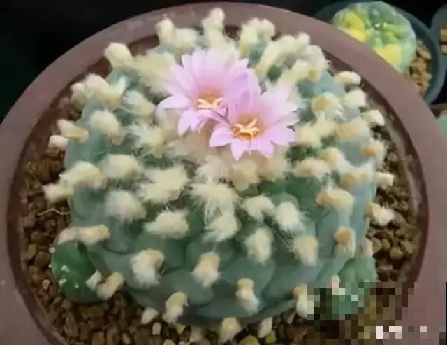 公认难养的20种花,养一盆死一盆,下次还敢买? 公认难养的20种花,养一盆死一盆,下次还敢买?