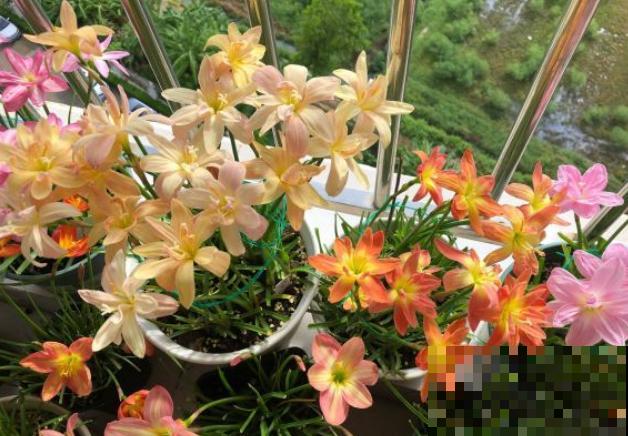 奇葩的催花方式:淋雨,越淋雨越开花! 奇葩的催花方式:淋雨,越淋雨越开花!