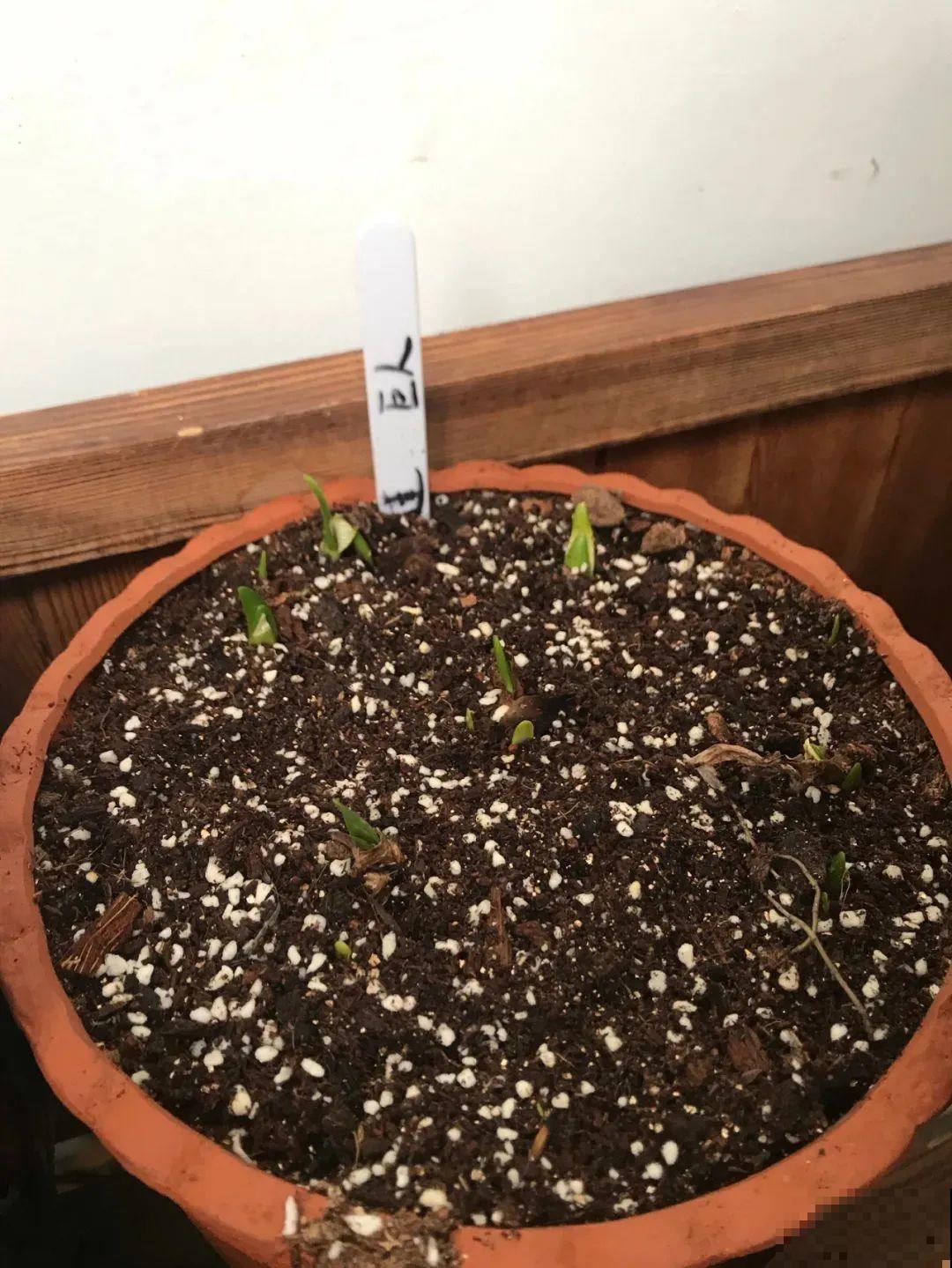 家里养盆“小铃铛”,开花洁白素雅,还超耐寒 家里养盆“小铃铛”,开花洁白素雅,还超耐寒