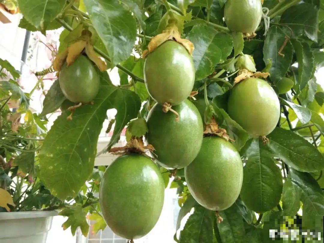 路边掐几根大粗枝,5天就生根,结果沉甸甸! 路边掐几根大粗枝,5天就生根,结果沉甸甸!