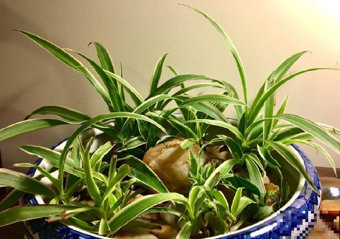 红掌喜欢纯水养，根长成人参，养10年都行！