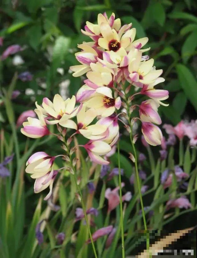 2块钱一盆的花,竟然开出一大片,谁不买亏大了! 2块钱一盆的花,竟然开出一大片,谁不买亏大了!