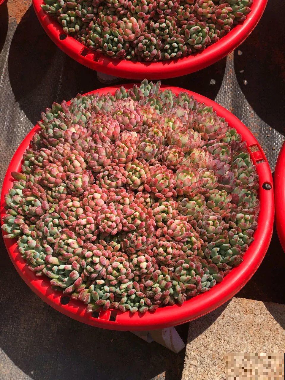 搪瓷盆别丢,拿来养花做合适,根壮叶肥开花爆盆 搪瓷盆别丢,拿来养花做合适,根壮叶肥开花爆盆