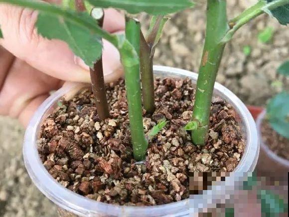 6种花扦插,杆子越粗越好活,根长成大扫把! 6种花扦插,杆子越粗越好活,根长成大扫把!