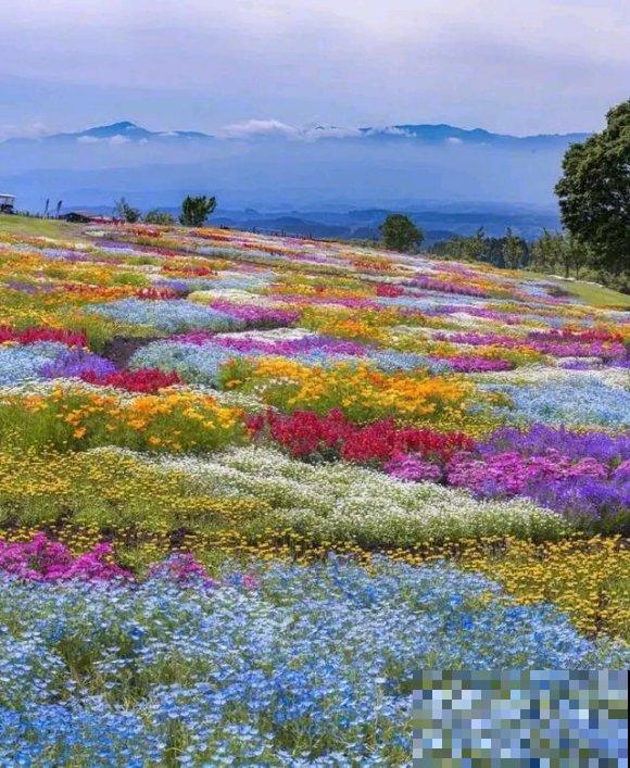 中国这个地方,漫山遍野都是花,去了都不想回! 中国这个地方,漫山遍野都是花,去了都不想回!