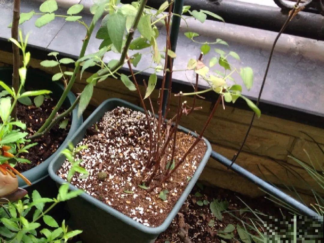 1种花现在剪,芽窜得更多,开出整面大花墙 1种花现在剪,芽窜得更多,开出整面大花墙