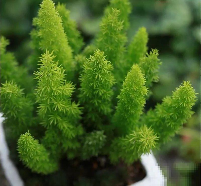 12种花，堪称“耐阴王”，比绿萝好看一万倍！