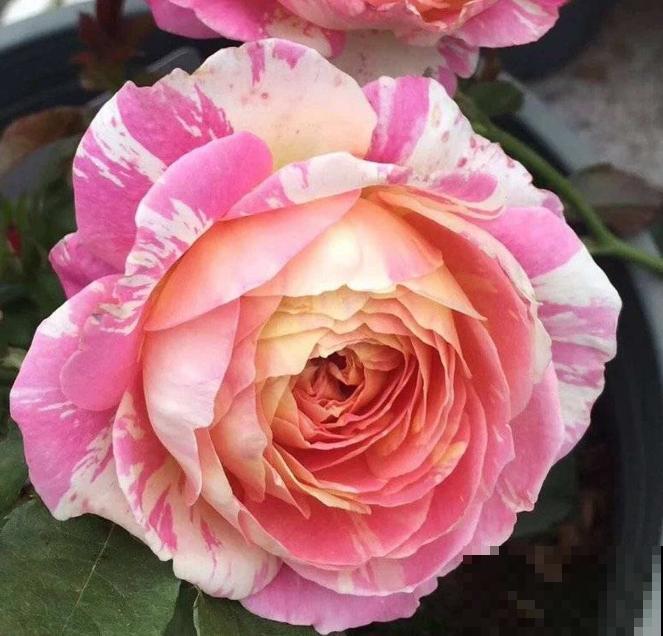 几种适合阳台养的月季,夏天也很少生病,太省心了! 几种适合阳台养的月季,夏天也很少生病,太省心了!