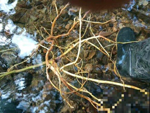 一种野草,根系特别滋补,农村人都用它炖鸡汤! 一种野草,根系特别滋补,农村人都用它炖鸡汤!