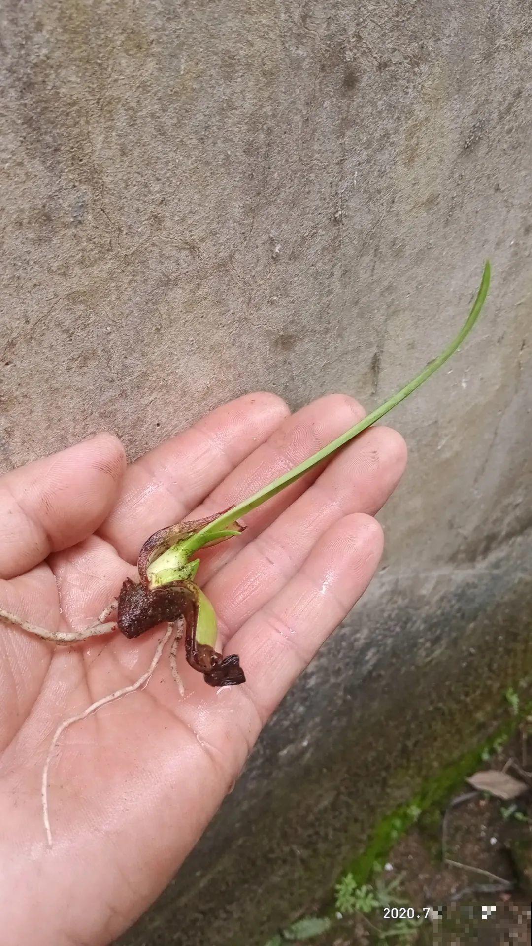 养花要狠得下心,枝条剁八段,呼呼长成新盆栽 养花要狠得下心,枝条剁八段,呼呼长成新盆栽