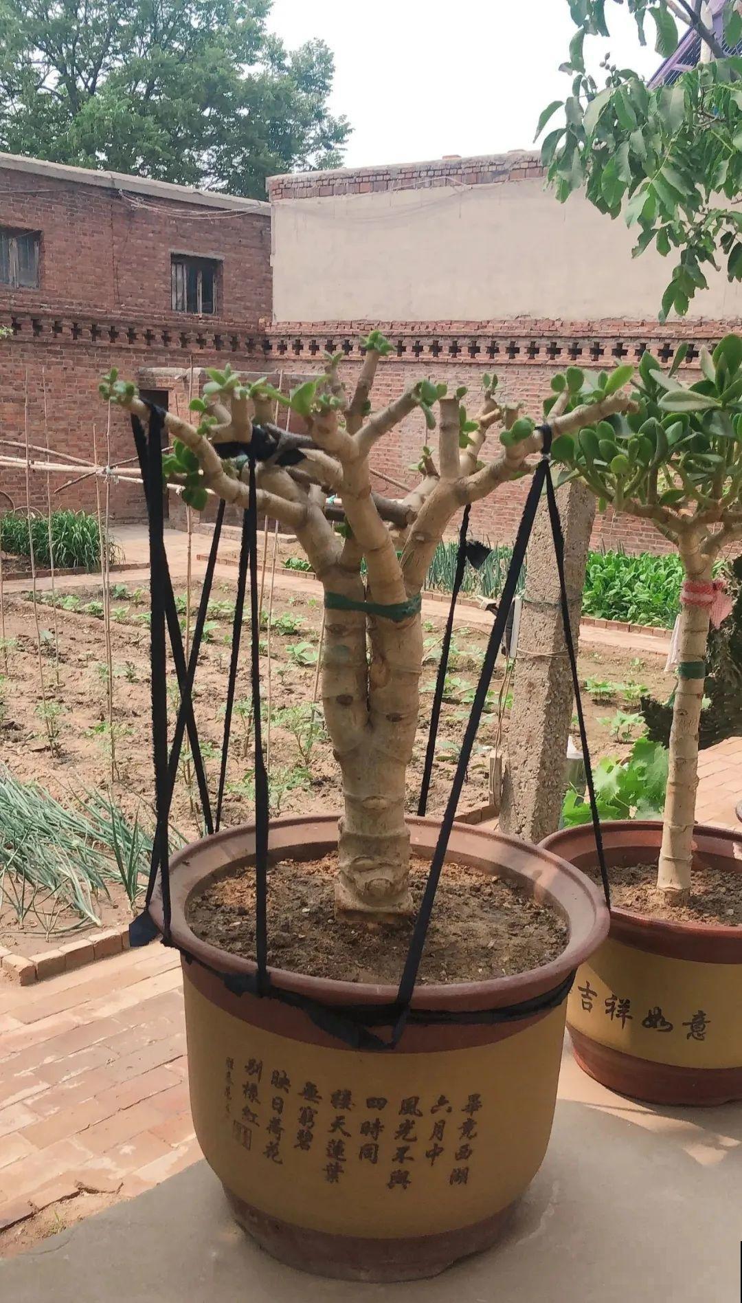 9种花,夏天剃个小平头,平平稳稳度夏天 9种花,夏天剃个小平头,平平稳稳度夏天