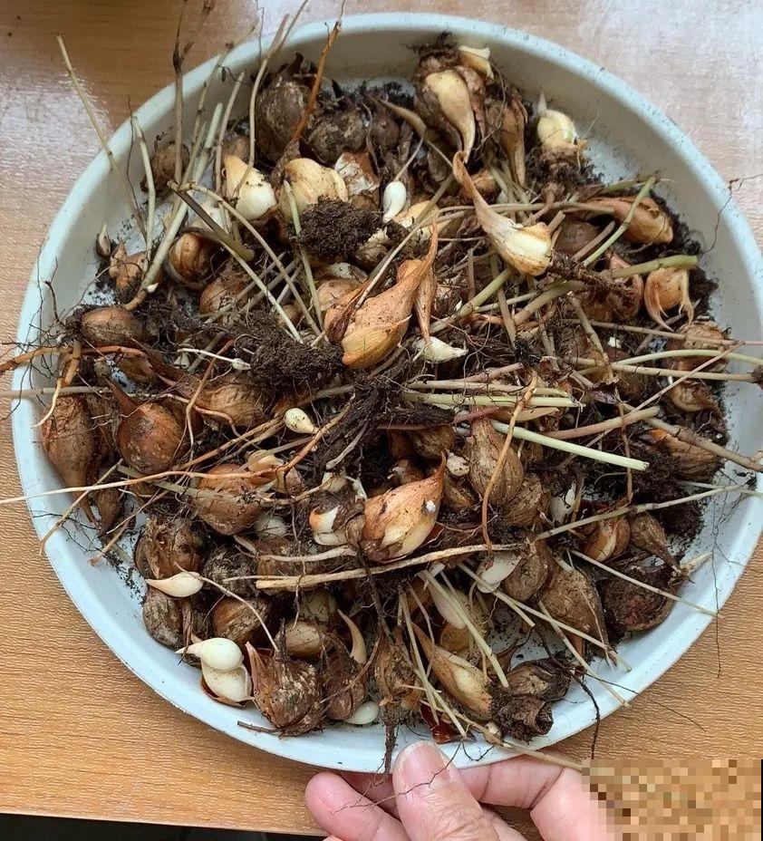 小阳台就养盆酢浆草,开花又爆又好看,多到家里堆不下 小阳台就养盆酢浆草,开花又爆又好看,多到家里堆不下