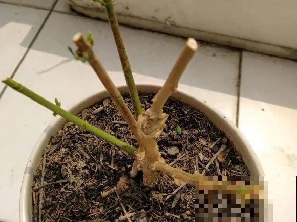 5种花不能长太高，一长高就砍，否则再也不开花！