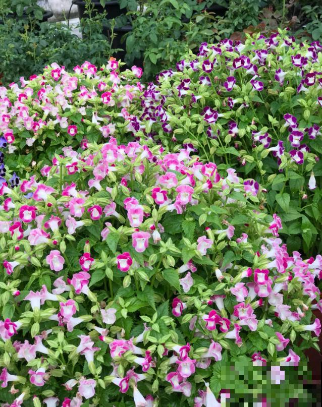 强悍的夏堇花,种一次全年开花,花朵越掐越有! 强悍的夏堇花,种一次全年开花,花朵越掐越有!