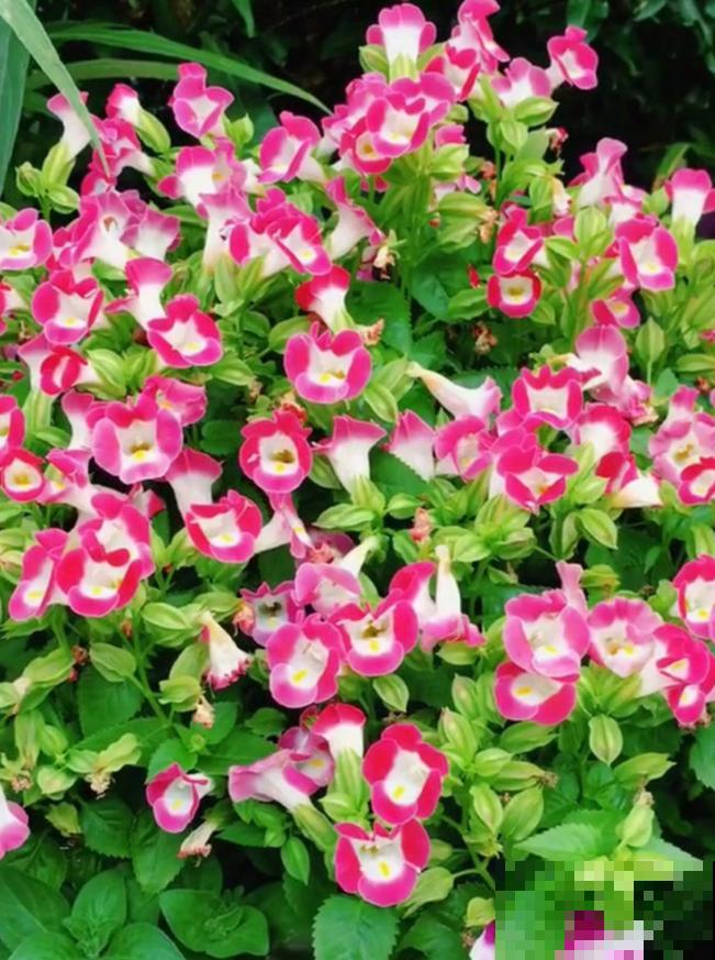 强悍的夏堇花，种一次全年开花，花朵越掐越有！