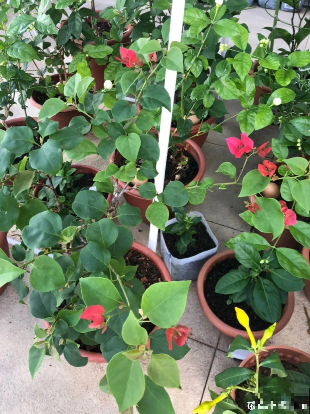 三角梅狠心剪一剪，花芽蹭蹭冒，开爆盆