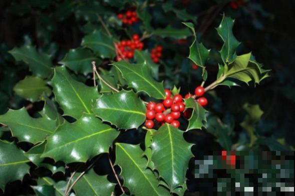 农村最奇特的植物，叶子长满刺，种门口可以防贼！