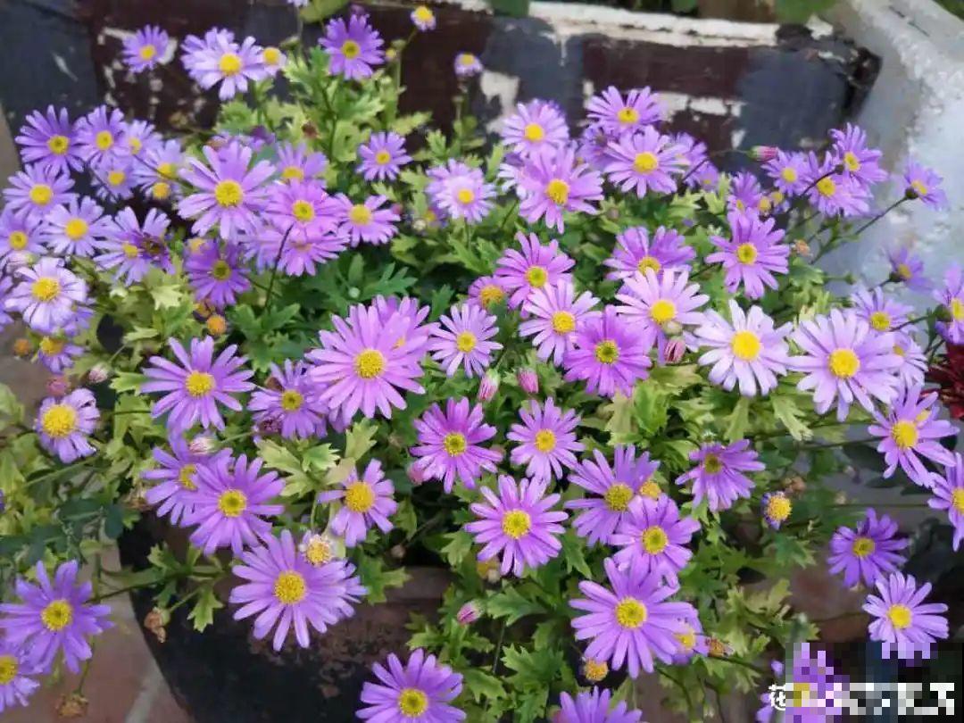 8种花是一次性的，开完就扔，别浪费时间！