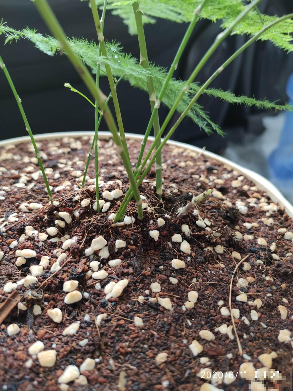 养花用这种土,花都“憋死了”,赶紧换盆 养花用这种土,花都“憋死了”,赶紧换盆