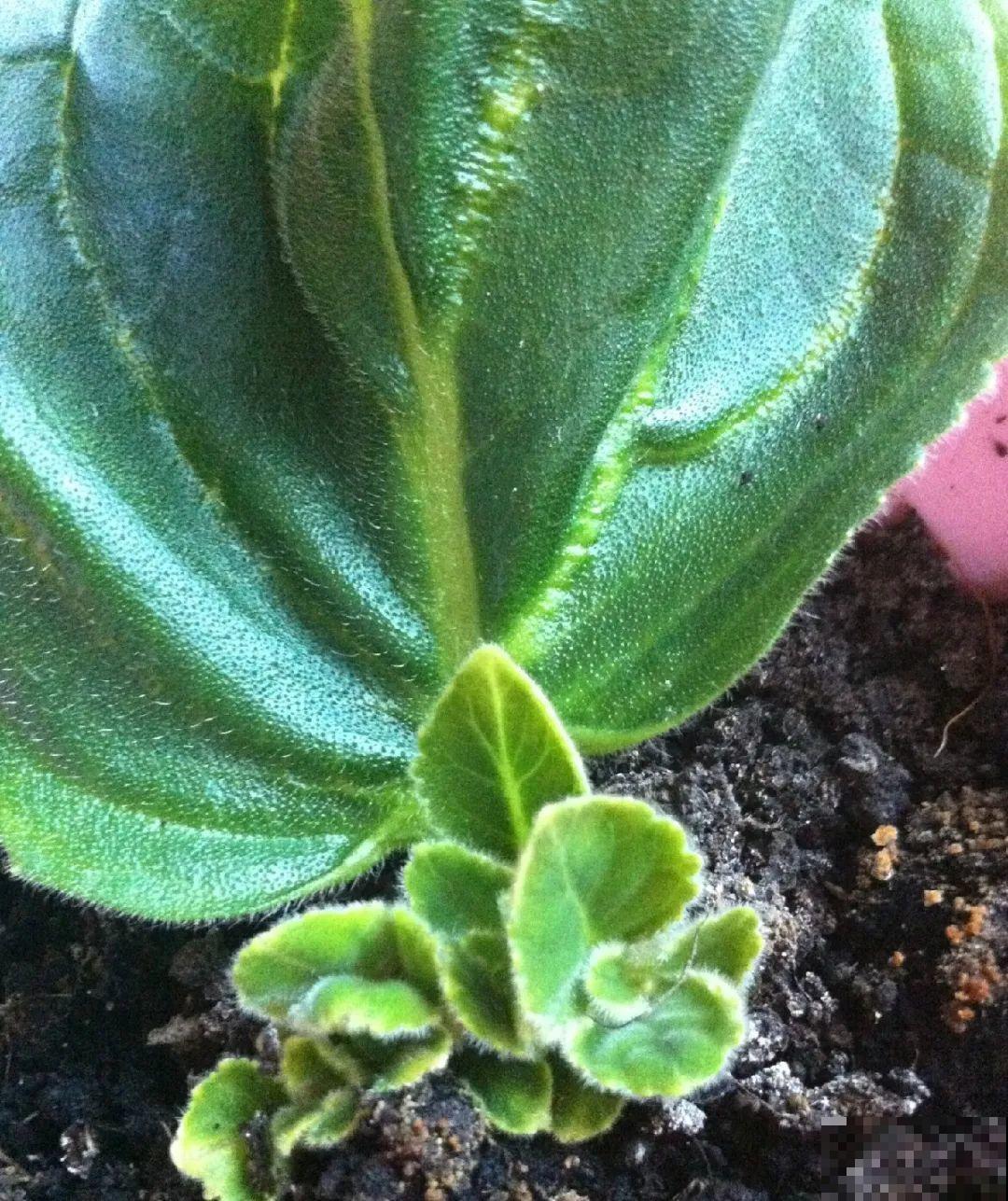 10种花,夏天怕淋雨,下雨赶紧搬进屋! 10种花,夏天怕淋雨,下雨赶紧搬进屋!