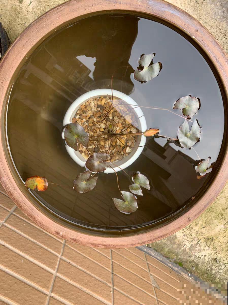 10种花,不怕风吹雨淋,不怕暴晒干旱,四季爆开花,堪称花坚强! 10种花,不怕风吹雨淋,不怕暴晒干旱,四季爆开花,堪称花坚强!