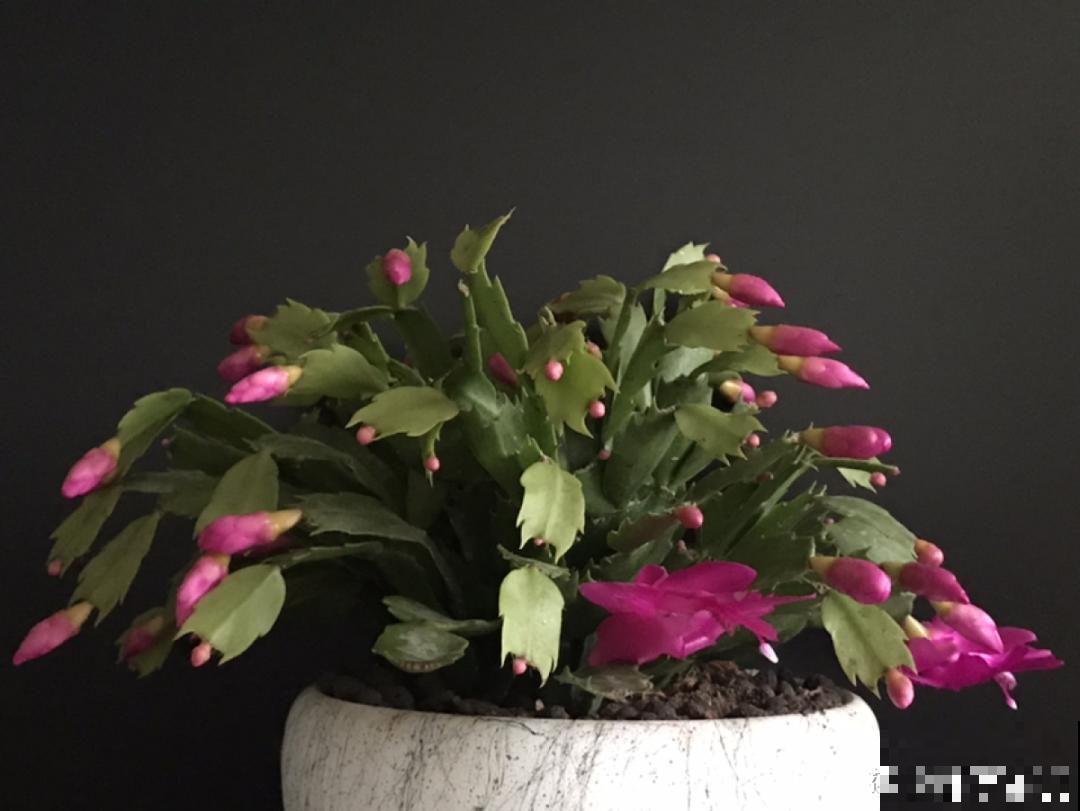 家里有这7种花,少浇水、不能晒,天热要休眠! 家里有这7种花,少浇水、不能晒,天热要休眠!