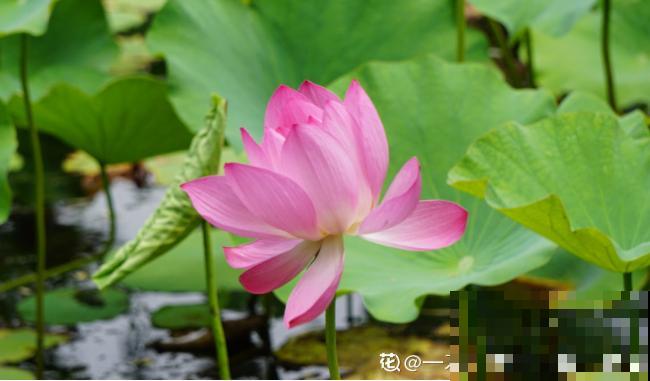 这花有20多个名字，多数人却只知道2个，看完长见识！