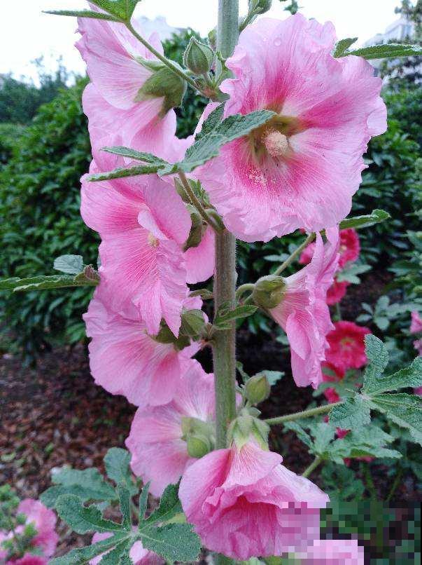 路边的芙蓉葵，一朵花比脸还大，耐旱又好养！